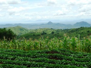 Parcelas agroforestales de pequeños agricultores pueden impulsar conservación de árboles