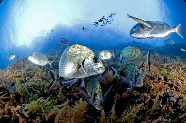 Oceana cree que los recortes perjudican las reservas marinas