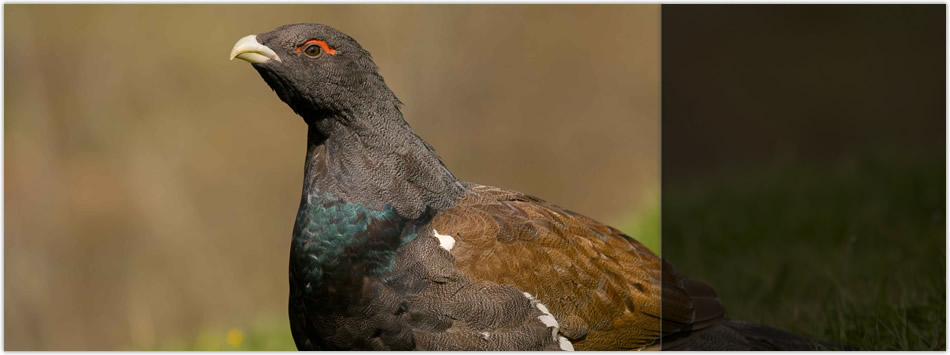 El proyecto LIFE+ Urogallo cantábrico logra importantes avances durante este año 2013