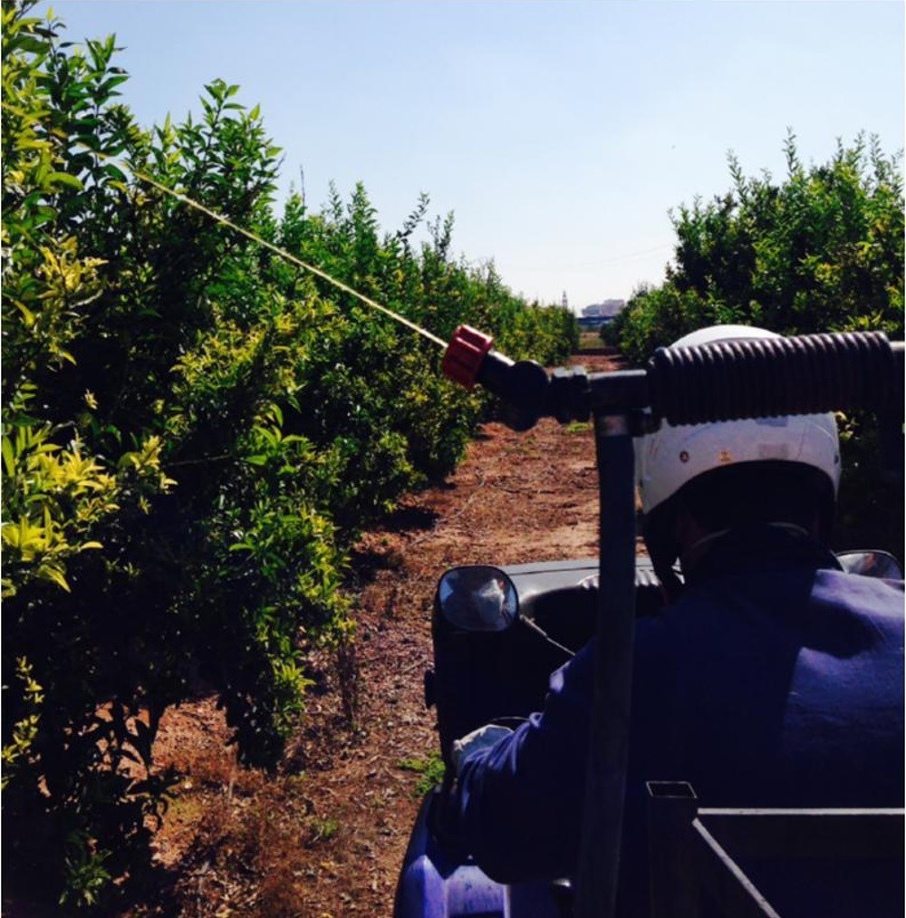 La Generalitat inicia los tratamientos terrestres contra la mosca de la fruta en zonas citrícolas y de caqui