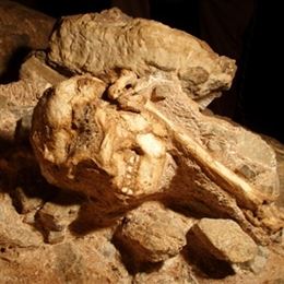 Little Foot con unos tres millones de años se convierte en el austrolopitecus completo más antiguo
