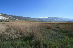 XVII Congreso de Anillamiento Científico de Aves "Las aves de alta montaña"