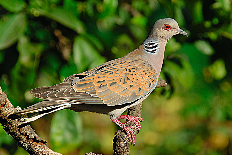 “ANSE solicita la paralización cautelar de la media veda por afectar a especies en declive.”