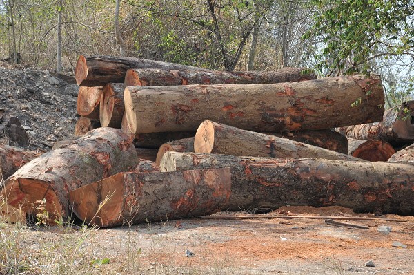Panamá pierde 42 mil ha. de bosques anualmente