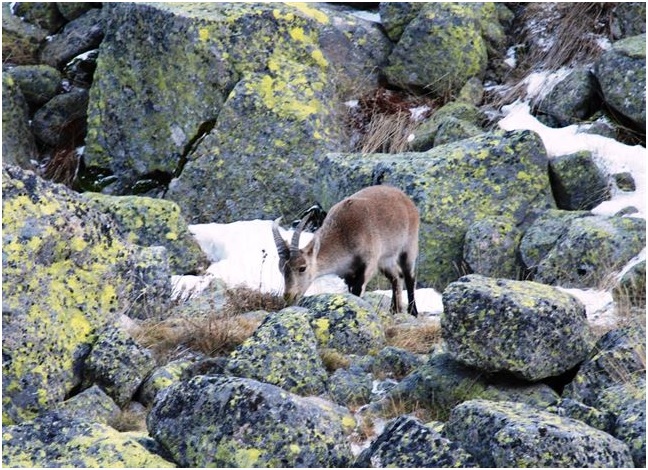 La Comunidad de Madrid ‘liquidará’ el 60% de las cabras montesas del Parque Nacional de Guadarrama