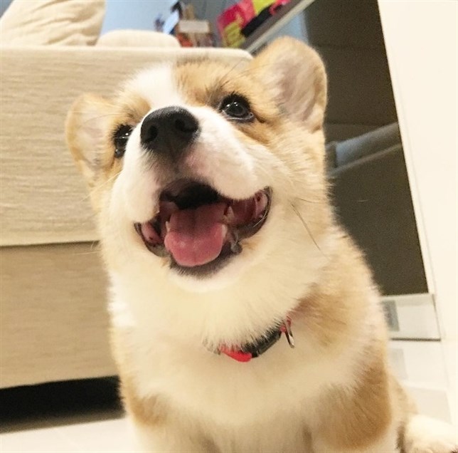 El perro que no podía subir las escaleras (ver VIDEO)