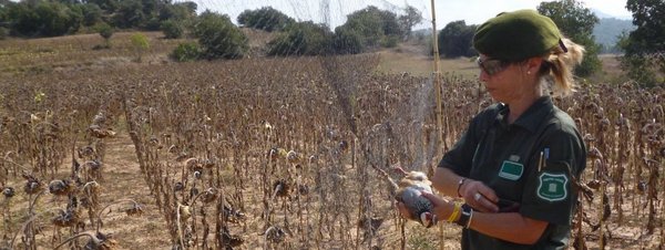 Pillado cazador furtivo de pájaros fringílidos con red japonesa y reclamo eléctrico en el Berguedà (Barcelona)