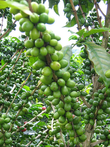 PNUD destaca esfuerzos de risaralda para adaptarse al cambio climático