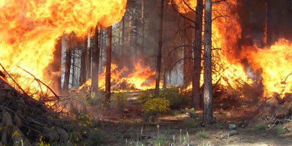 El Consell propone sanciones más duras en materia de incendios forestales y plantea la obligación de reparación del daño