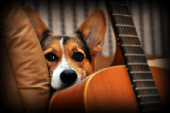 Los perros distinguen aspectos del habla humana