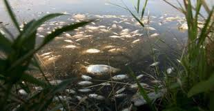 El Tajo ‘maltratado’