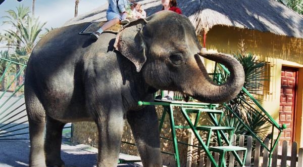 Animales para hacer ‘negocio’ con la connivencia de la estupidez del ser humano