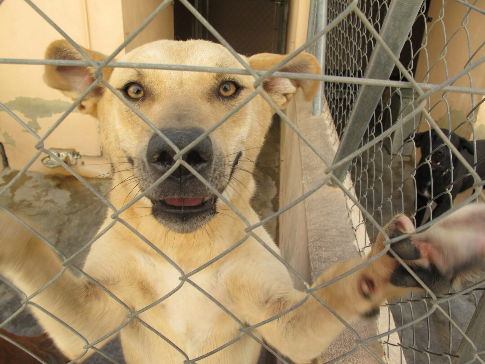 El Ayuntamiento de Paterna desmantela la perrera sin garantizar los derechos de los más de 30 animales acogidos
