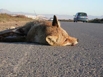 El atropello supone la principal causa de mortandad en fauna silvestre