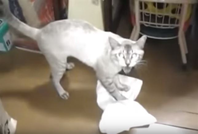 El gato más limpio del mundo (Vea VIDEO)