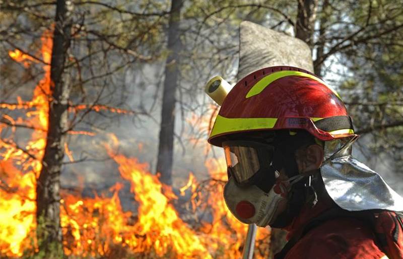 Las zonas forestales artificiales son el foco de los ‘incendios’ más demoledores