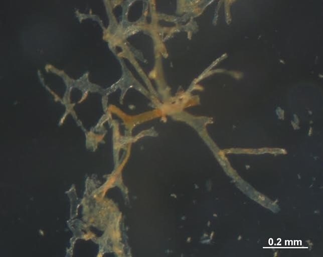 Qué podemos aprender de las proteínas de los dinosaurios