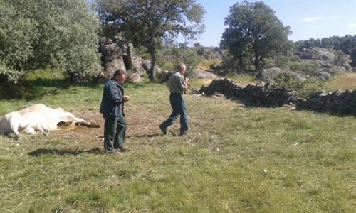 Buitres atacan a una vaca y su cría en La Alberguería de Argañán (Salamanca)