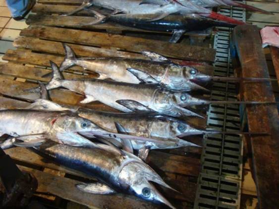 Inspectores de pesca informan de desembarcos y venta ilegal de pez espada fresco en mercados italianos una vez cerrada la temporada