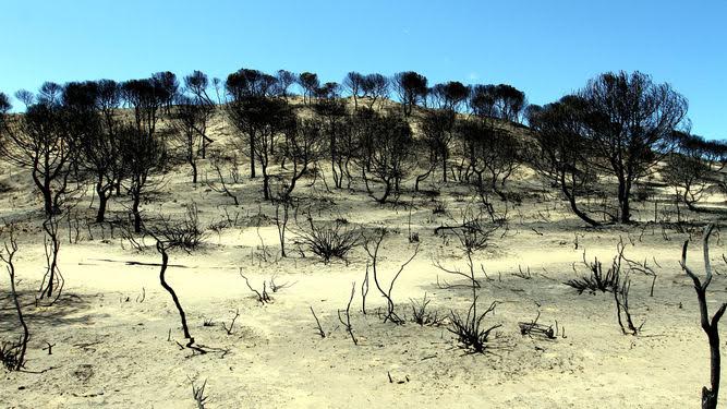 El Parlamento andaluz aprueba una PNL para una "adecuada" planificación de la reforestación de zonas calcinadas