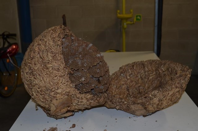 El Ayuntamiento recuerda que los nidos de avispa asiática que se pueden ver en las orillas del río Arga están vacíos