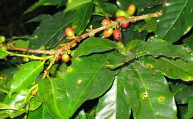 México: Calentamiento global y el brote de la roya