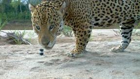 Aumenta el número de registro de jaguares en Bolivia