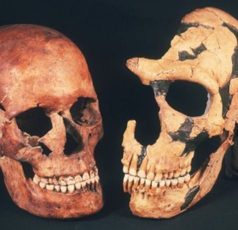 La mayor natalidad ayudó a los humanos a imponerse sobre los neandertales