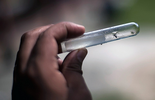 Acuerdo en Cuba para combatir los virus transmitidos por mosquitos en las Américas