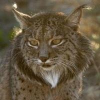 La Junta de Andalucía espera la necropsia del lince Caribú para conocer las causas de su muerte