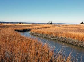 Restoring the beauty of the Chesapeake Bay