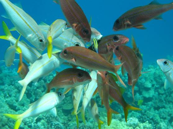 Cómo afectan los ansiolíticos a los peces