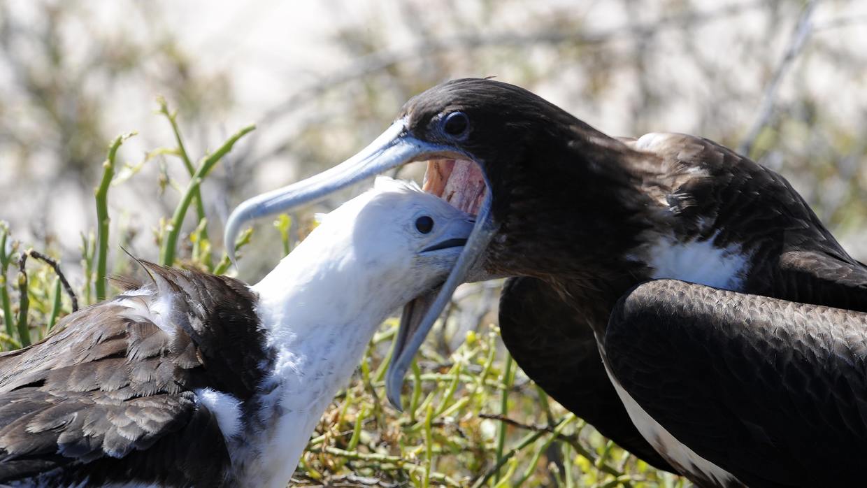 Cerca del 50% de los vertebrados en peligro de extinción vive en islas y salvarlos es menos complicado