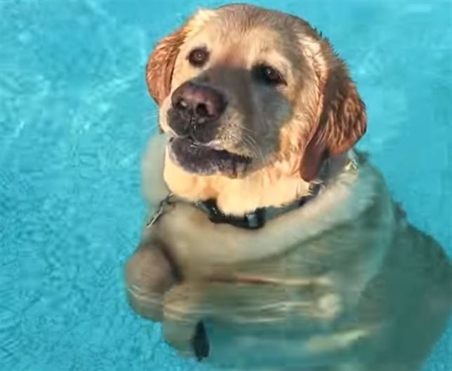 El perro que anda en la piscina (Ver VIDEO)