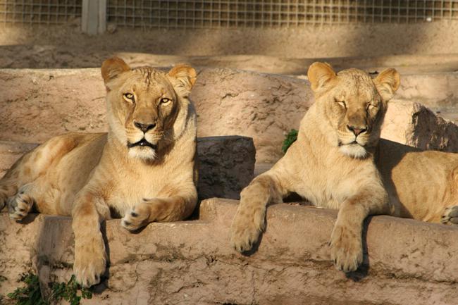 Baleares. Exigen el traslado a un ‘santuario’ de dos leonas y una leoparda que vivían en un remolque