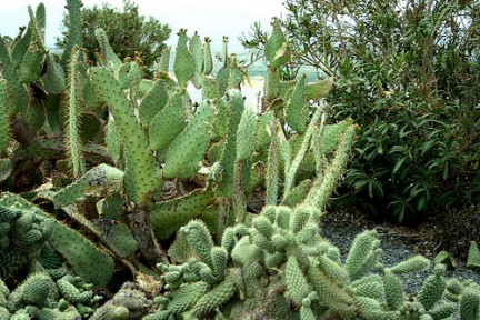 Los ecosistemas áridos y húmedos responden antes a la sequía