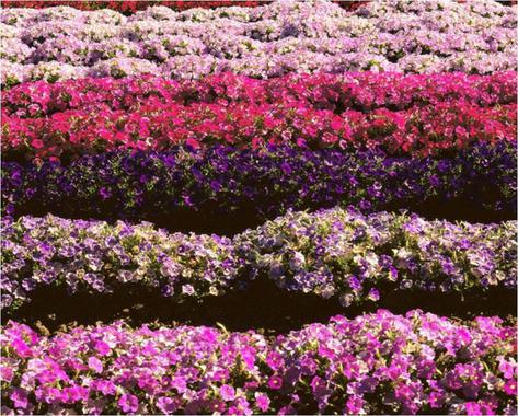 Más flores y frutos gracias a un hongo