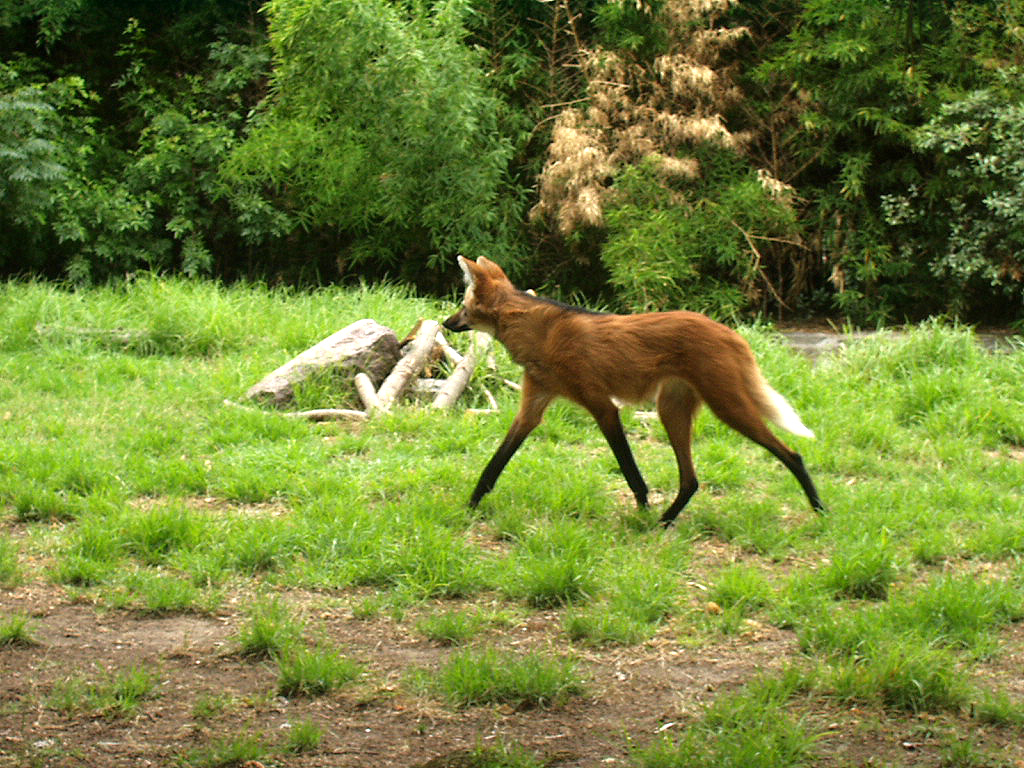 Paraguay: encuentran en El Chaco a especie “lobo colorado” que se creía en extinción