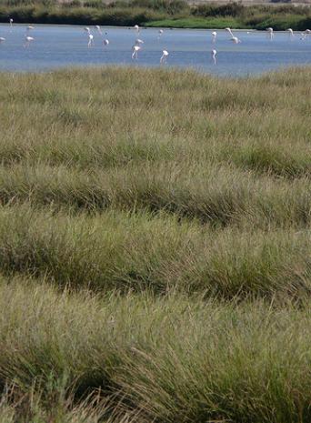 IULV-CA presentará una PNL para ampliar en 7.000 hectáreas más Doñana