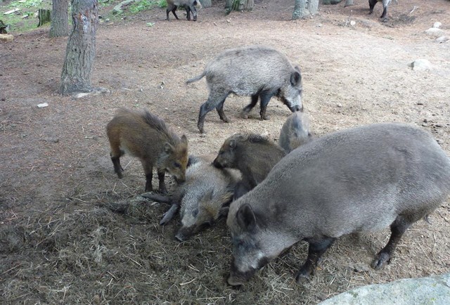 Por qué el Govern de Cataluña no los ha incluido en la comisión sobre fauna salvaje