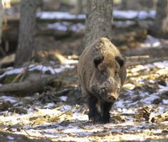 Cataluña. Encuentro internacional sobre fauna salvaje ibérica en el Parque Natural de los Aiguamolls de lEmpordà