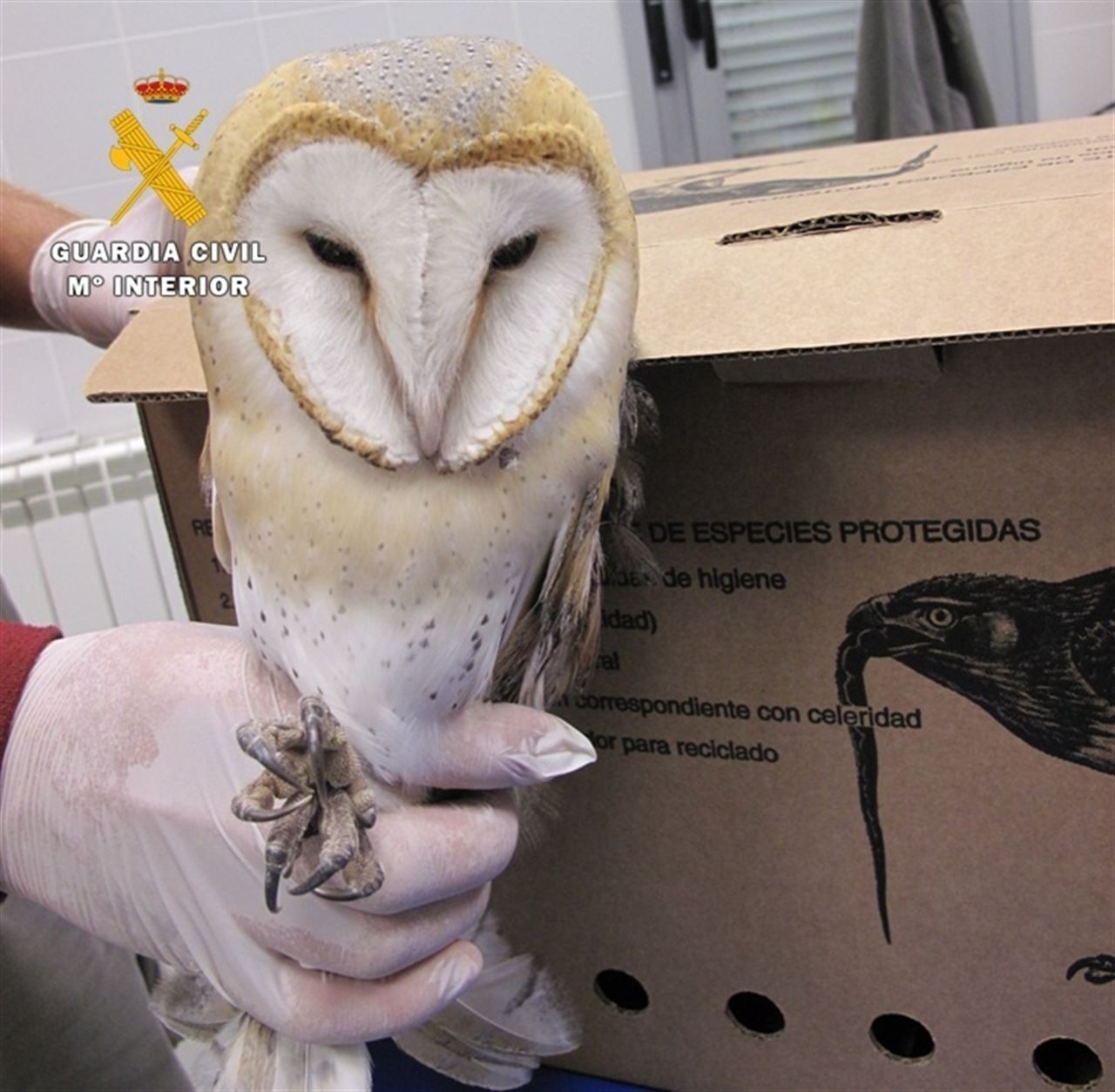 Recogida una lechuza herida en un ala en la comarca Odra-Pisuerga (Burgos)