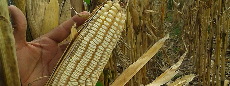 La asombrosa poliembrionía del maíz