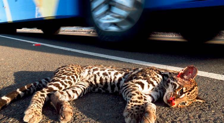 País en deuda para evitar atropellos de animales