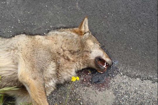 El video de un lobo herido ante el Seprona