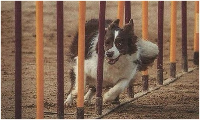 Convocado el primer Campeonato de España de agility para el 2 de noviembre