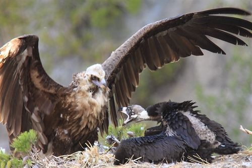 El Gobierno balear liberará este miércoles en la Sierra de Tramontana al buitre negro recuperado herido dos semanas