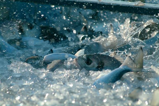 La Junta de Andalucía reúne en Cádiz a investigadores y empresarios para impulsar el sector de la acuicultura