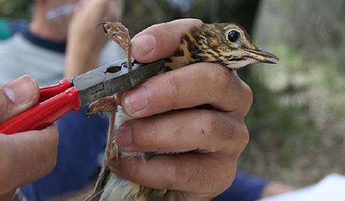 Instalan una estación de anillamiento de aves en el campo de golf de Candeleda (Ávila)