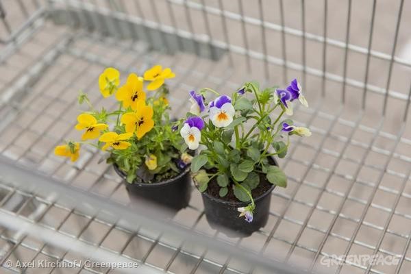 Abejas envenenadas en tu propio jardín